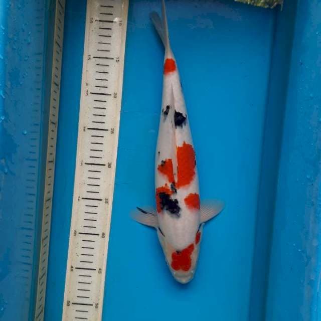 Maruten sanke 37cm Male