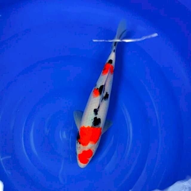 Tantegoi