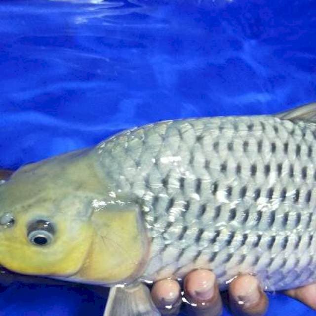 Soragoi ginrin padat punuk onta body badak sQ