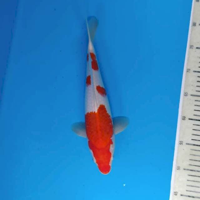 Kohaku ~33