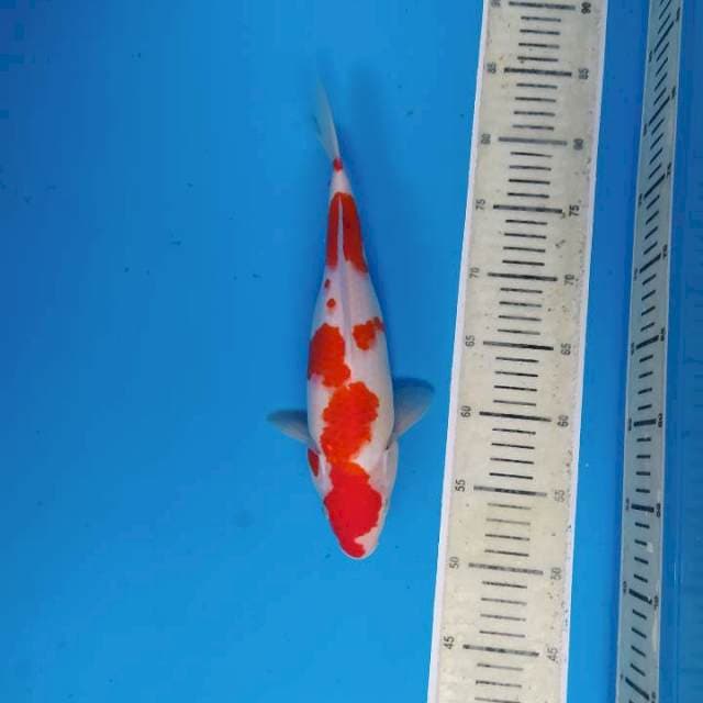 Kohaku ~32