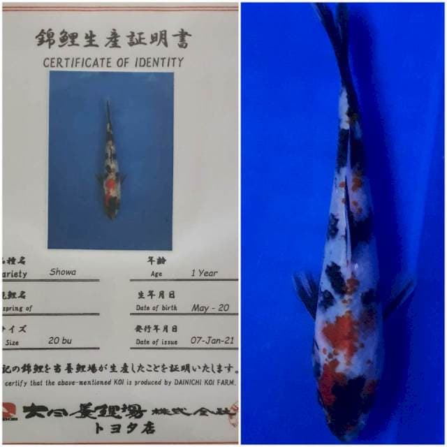 Showa Dainichi