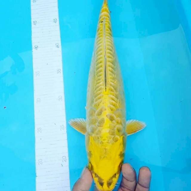 Karasy sisik naga