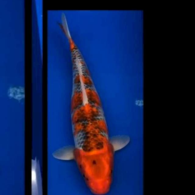 Gosiki merah strong 45cm