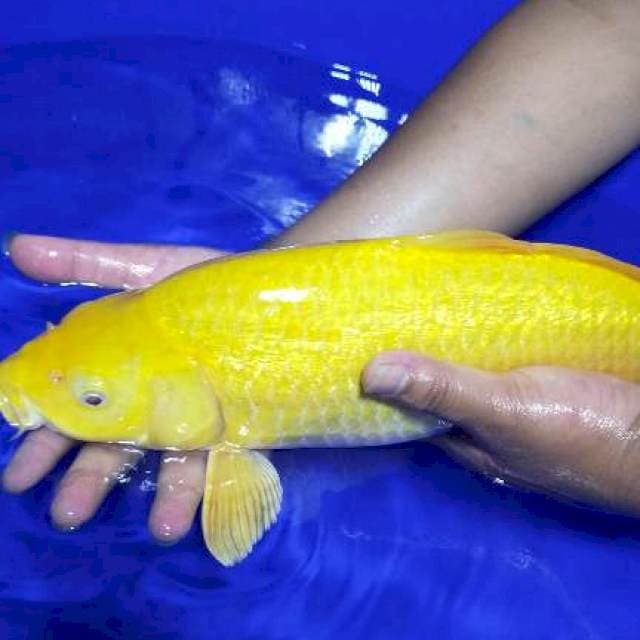 Karasi ginrin padat punuk onta sQ mata merah