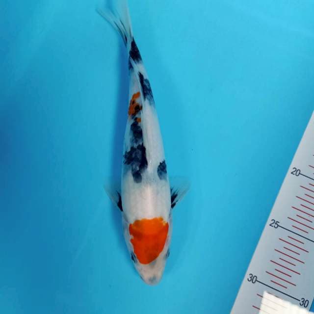 Tancho showa ori 25cm