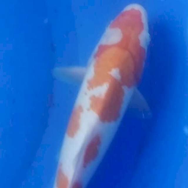 Kohaku 30cm