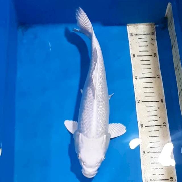 PLATINUM GINDRIN 32 CM