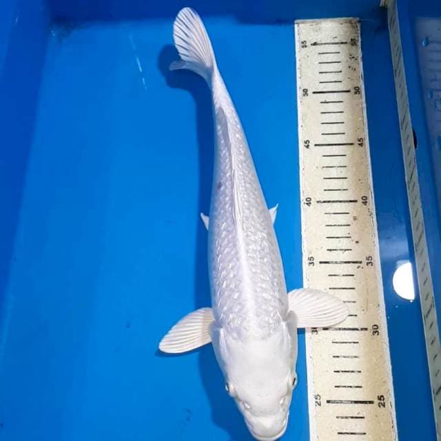 PLATINUM GINRDRIN 34 CM