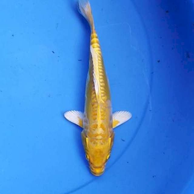 Doitshu jos 25 cm