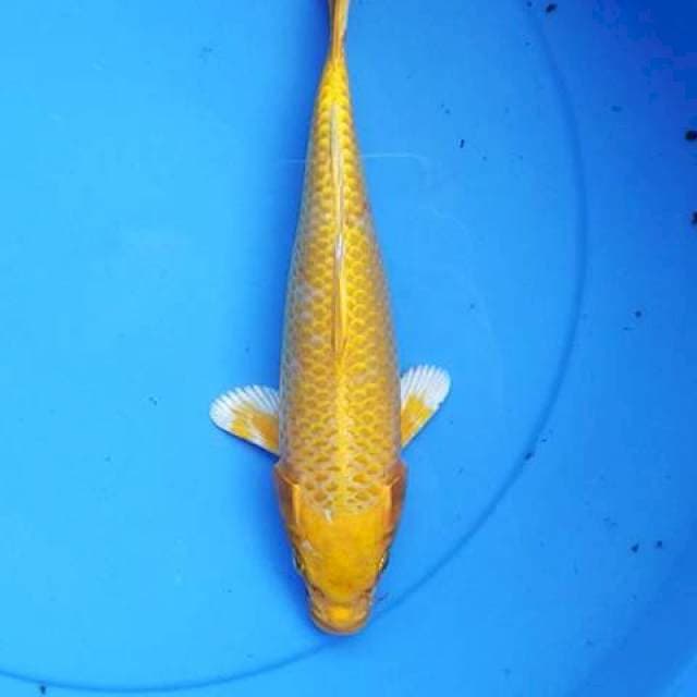Yamabuki 27 cm