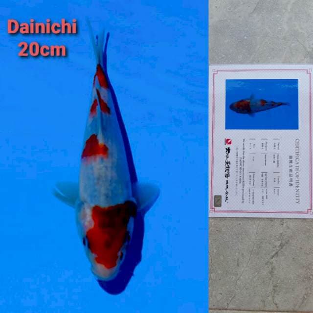 Dainichi showa sanshoku super monster certi hologram NEW!! (kepala dekik)