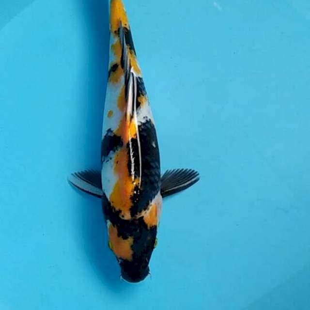 Ki showa 31cm