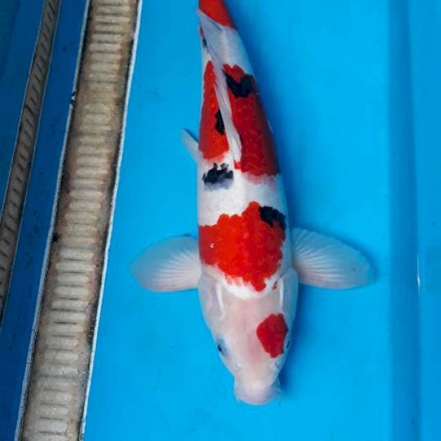 Sanke male 45 cm