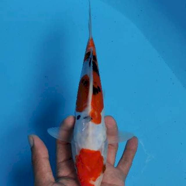 Sanke Doitsu 24cm