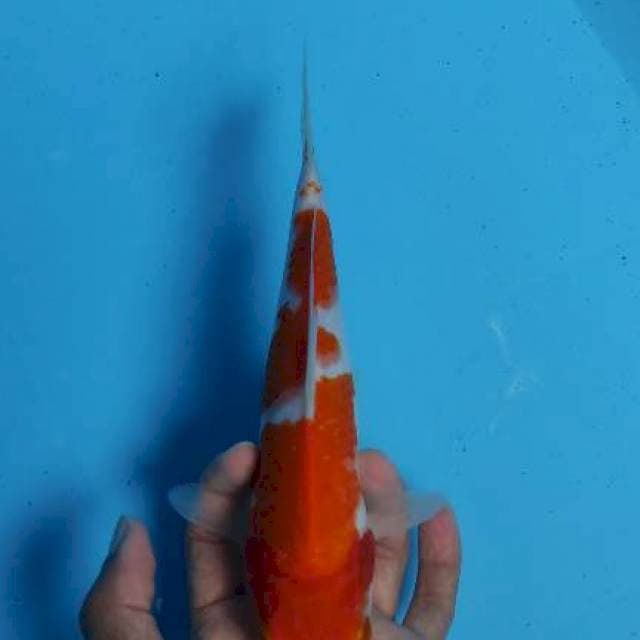 kohaku