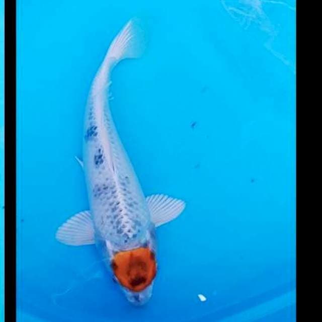 Tanco kojaku 35cm