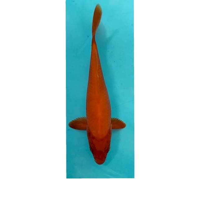 Benigoi 24 cm