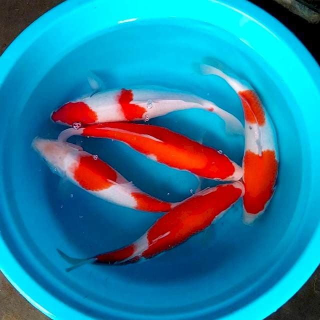 #1 Kohaku 35-38cm