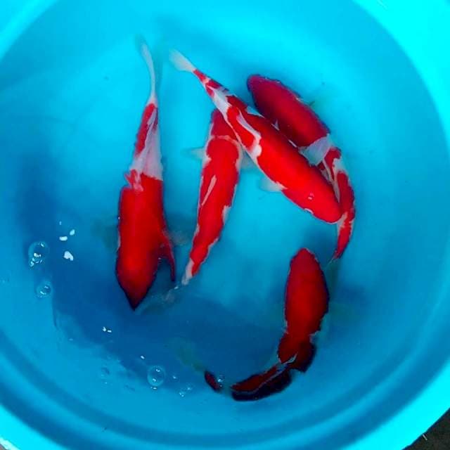 #3 kohaku 27-29cm