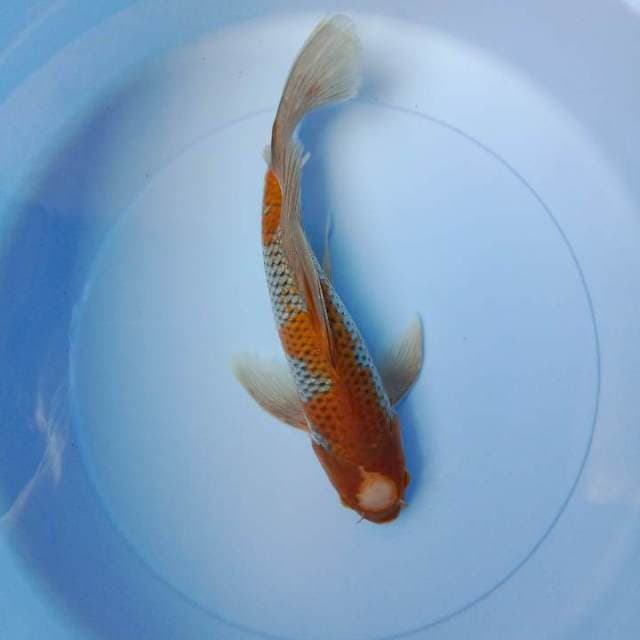 Ochiba kumpay