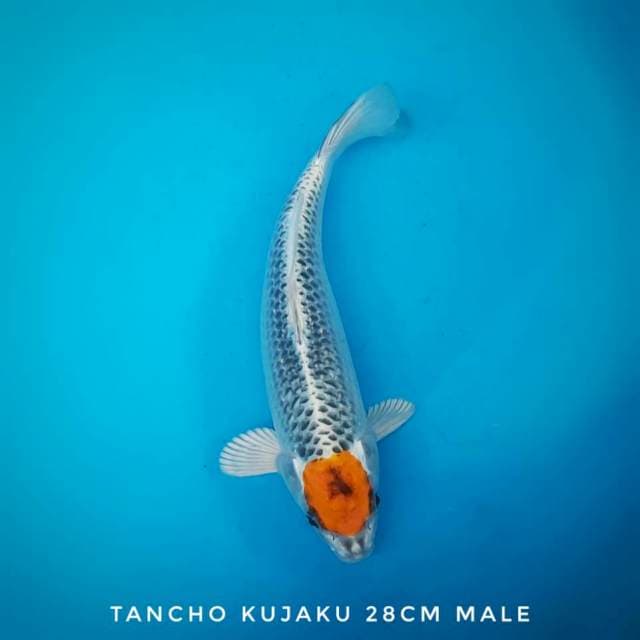 Tancho kujaku original