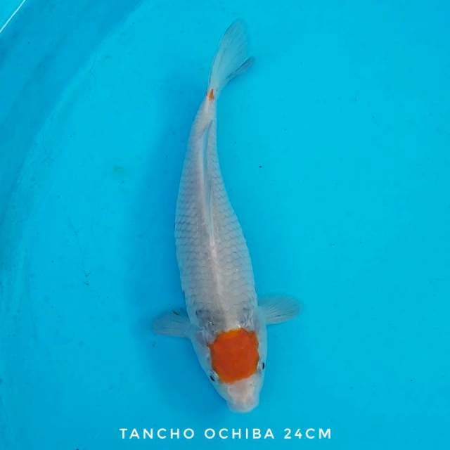 Tancho Ochiba