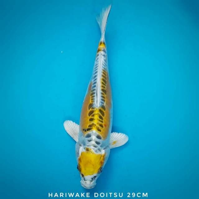 Hariwake Doitsu