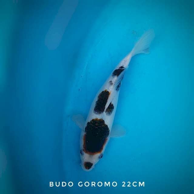 Goromo 3 step kuchibeni