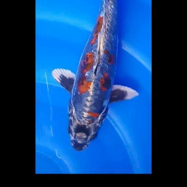 Beni kikoryu 25 cm