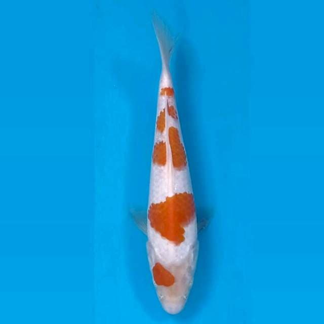 Kohaku, 20 cm