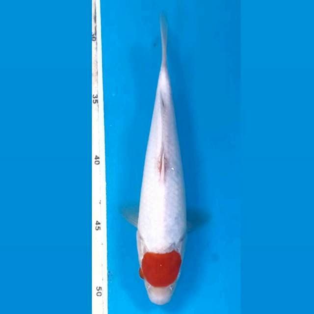 Tancho kohaku, 20 cm