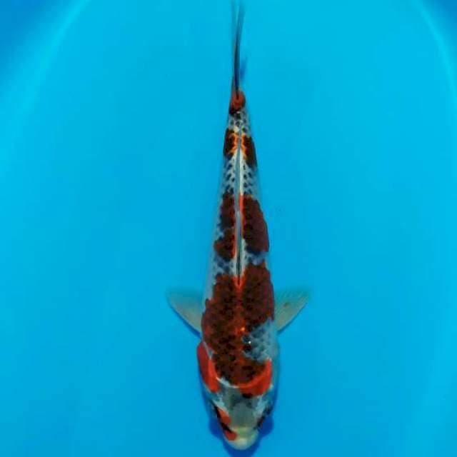 goshiki 24 cm