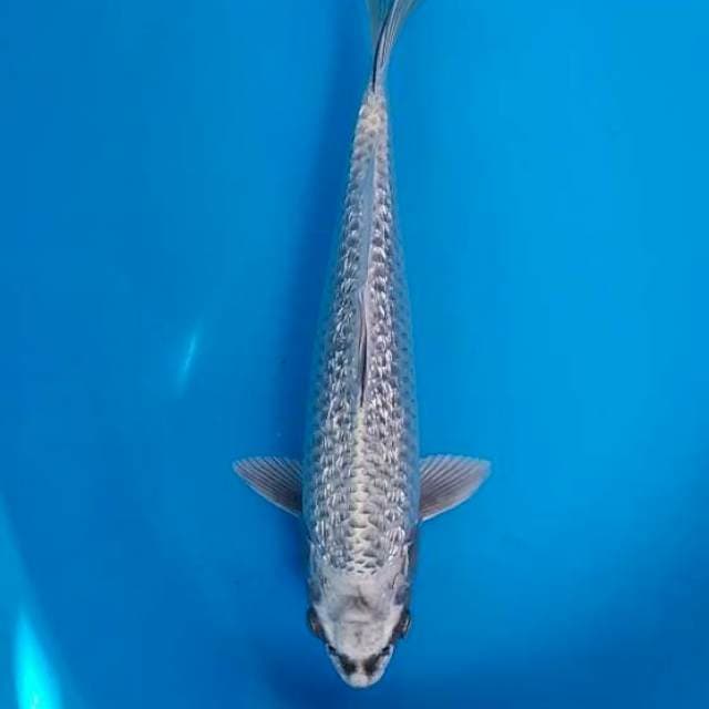ginrin berpunuk 32 cm