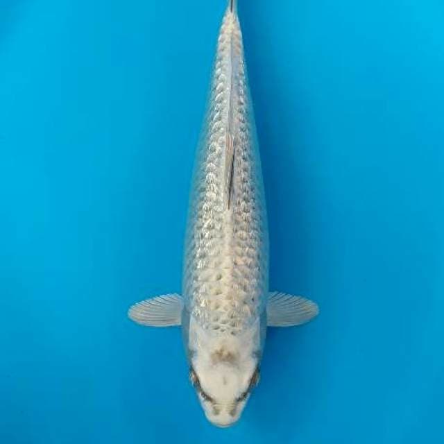 ginrin berpunuk 32 cm