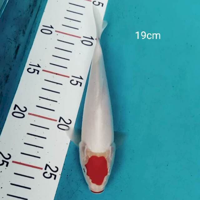 Tancho kohaku original 19cm
