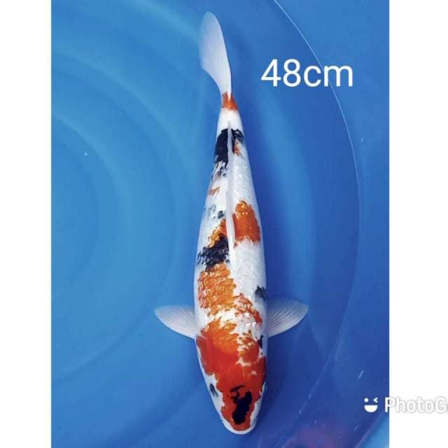 Jumbo Showa ginrin 48cm