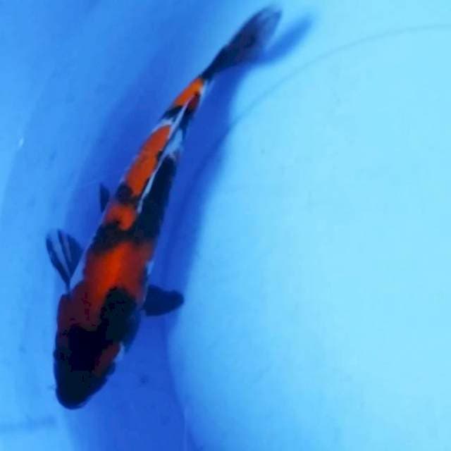Showa 28 cm male