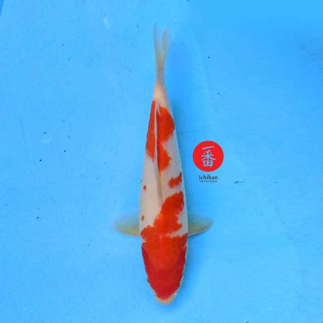 Kohaku 28 cm