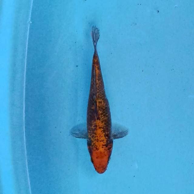 Beni Mataukawabake 22cm
