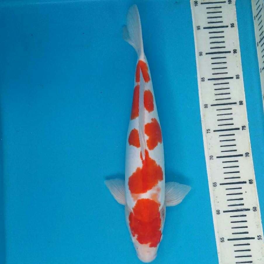 Kohaku doitsu