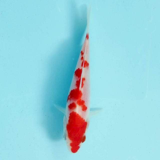 Kohaku
