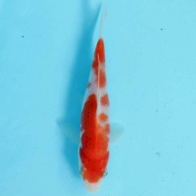 Kohaku calon juoss