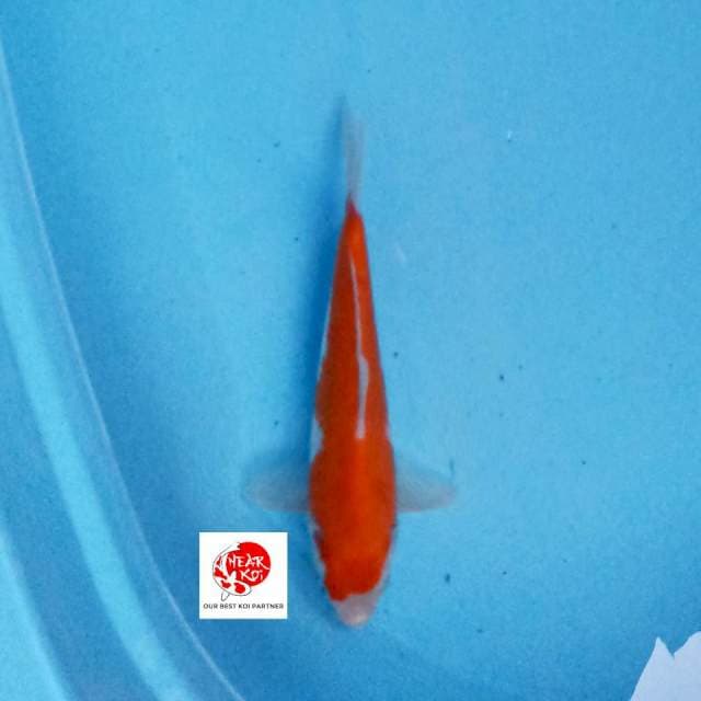 Nidan Kohaku 25 cm