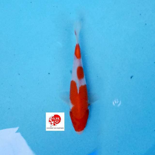Kohaku 19 cm