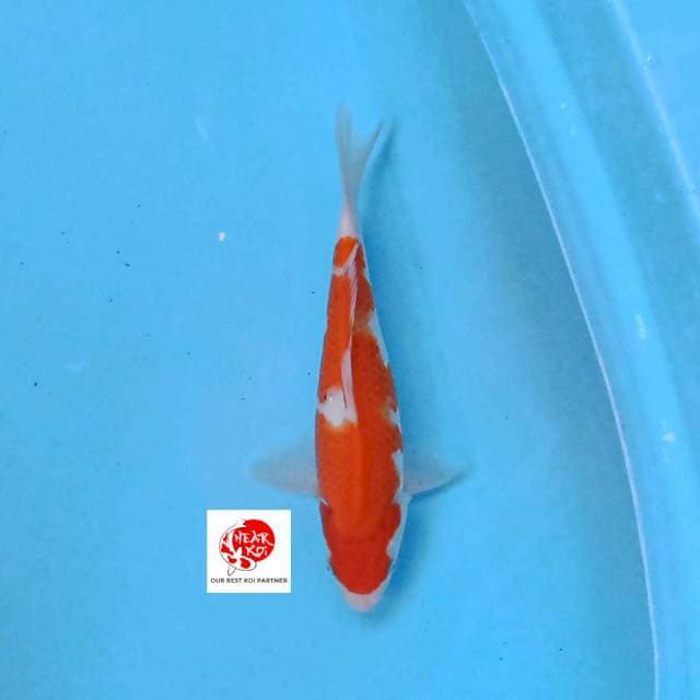 Kohaku 24 cm