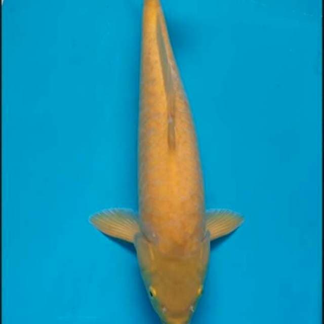 Karasi sisek naga