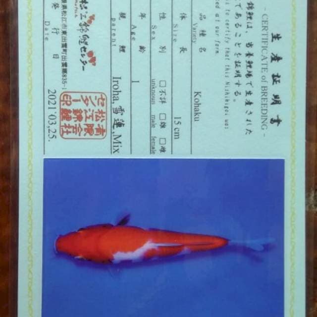 Kohaku Matsue Certy Breeder