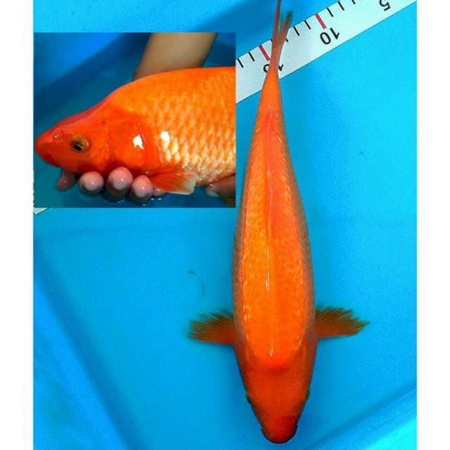 Manggo/ginrin/berpunuk
