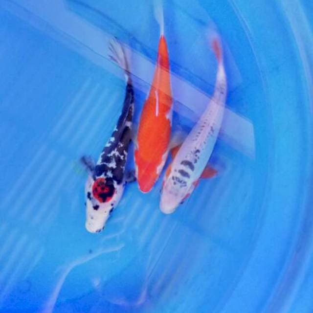 Mix koi 3 ekor